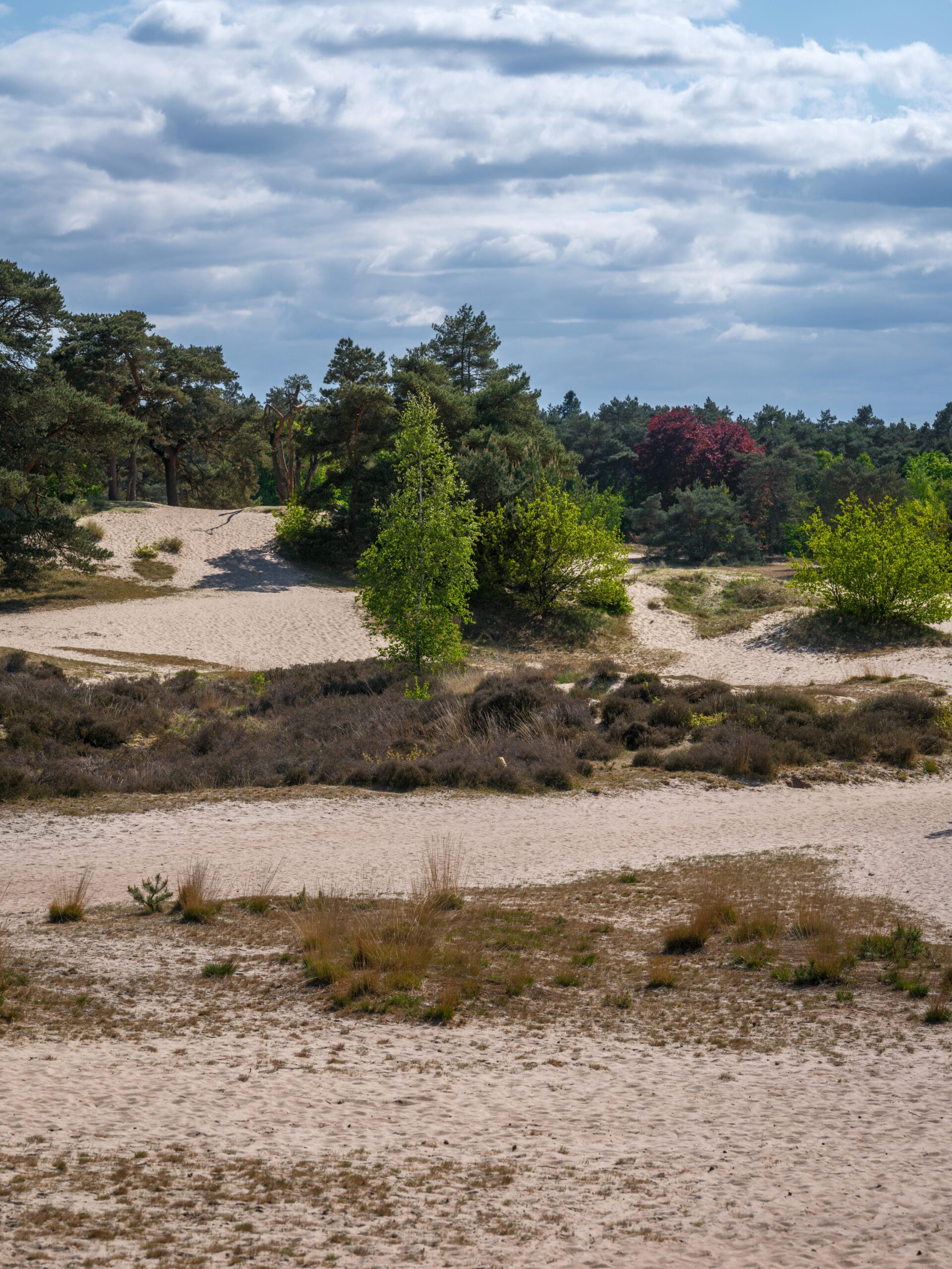 Beautiful sand dunes surrounded by pine trees under a cloudy sky in Soest, Netherlands. Perfect for nature enthusiasts.